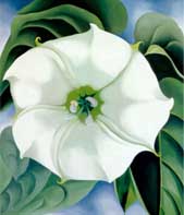 Jimson Weed